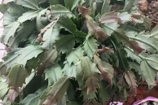 看不懂花兒的8大「訊號」，黃葉枯萎馬上就來，快看看吧！