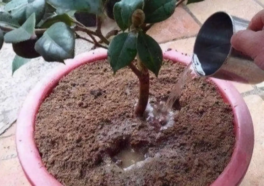 茶花太難養,嘩嘩掉葉子?3個步驟「拯救」它,嬌滴滴的開大花