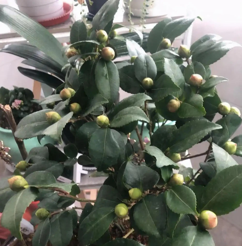 茶花太難養,嘩嘩掉葉子?3個步驟「拯救」它,嬌滴滴的開大花