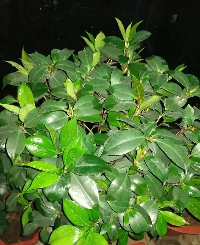 茶花太難養,嘩嘩掉葉子?3個步驟「拯救」它,嬌滴滴的開大花