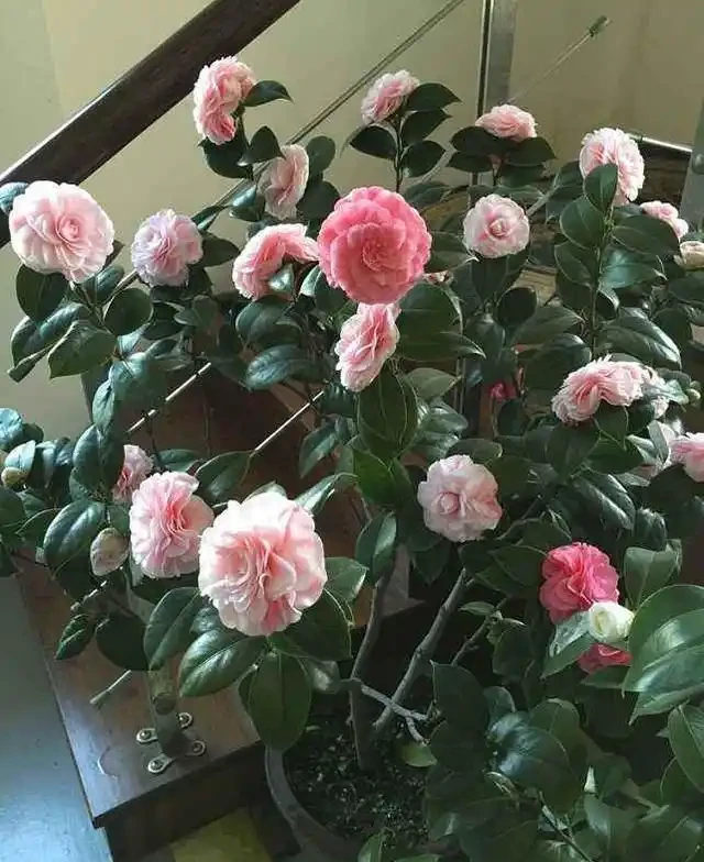 茶花太難養,嘩嘩掉葉子?3個步驟「拯救」它,嬌滴滴的開大花