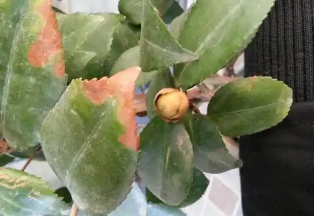 茶花太難養,嘩嘩掉葉子?3個步驟「拯救」它,嬌滴滴的開大花