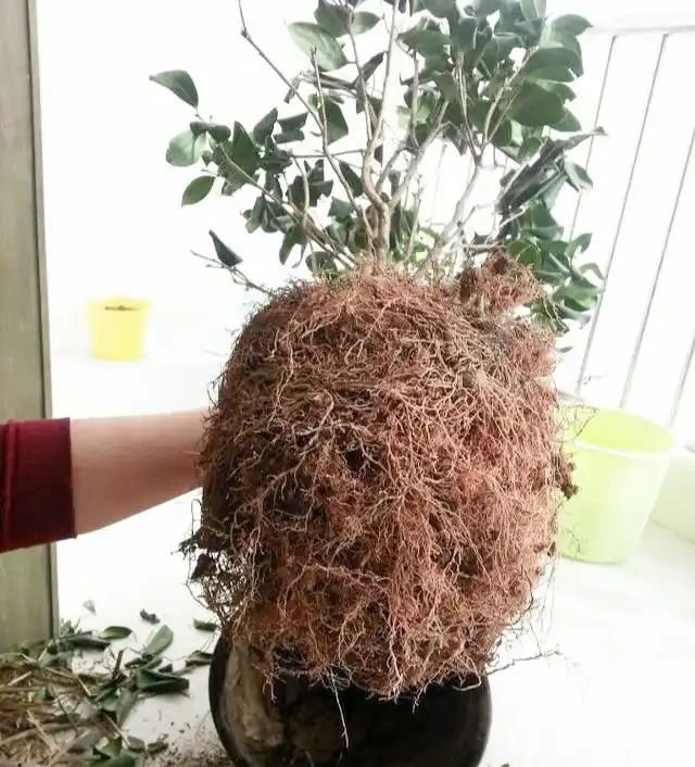 茶花太難養,嘩嘩掉葉子?3個步驟「拯救」它,嬌滴滴的開大花