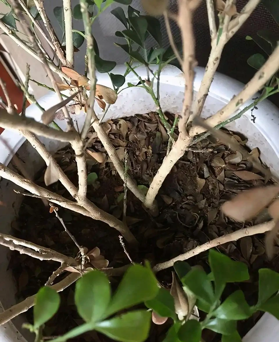茶花太難養,嘩嘩掉葉子?3個步驟「拯救」它,嬌滴滴的開大花