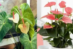 火鶴花和火鶴花是同一種植物？花朵為啥會變綠，如何讓它復花？