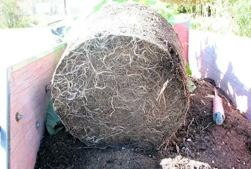 玫瑰地植比盆栽更好?盆栽玫瑰老是死?做好這幾點,盆栽也有春天