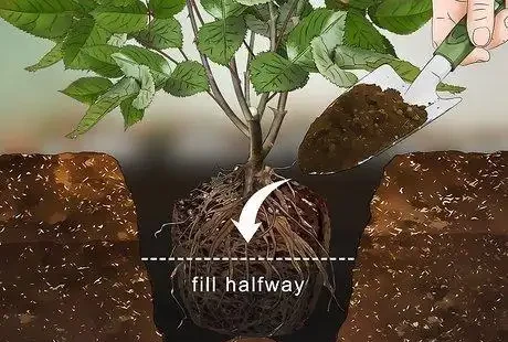 玫瑰地植比盆栽更好?盆栽玫瑰老是死?做好這幾點,盆栽也有春天