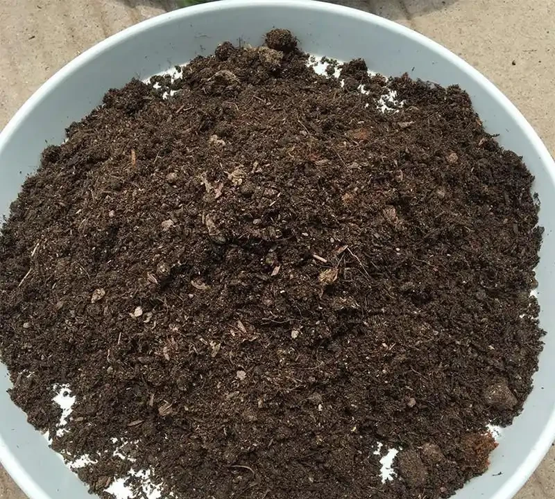玫瑰地植比盆栽更好?盆栽玫瑰老是死?做好這幾點,盆栽也有春天