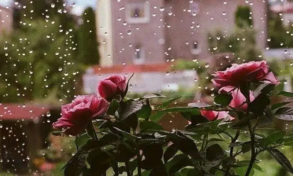 玫瑰地植比盆栽更好?盆栽玫瑰老是死?做好這幾點,盆栽也有春天
