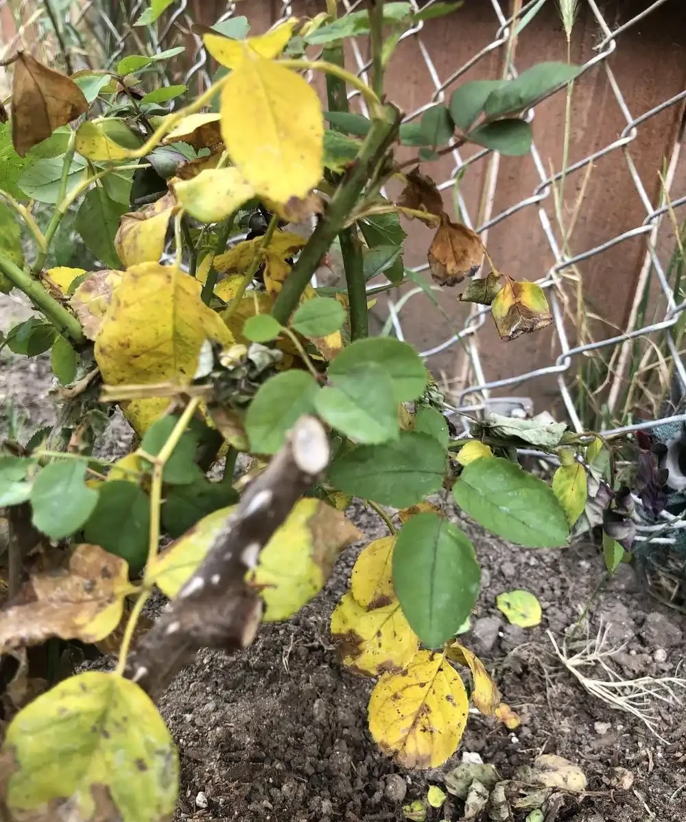 玫瑰地植比盆栽更好?盆栽玫瑰老是死?做好這幾點,盆栽也有春天