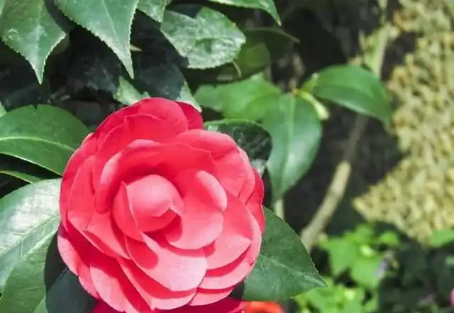 3種專門用來養茶花的酸水,開花期澆幾次,不擔心黃葉了