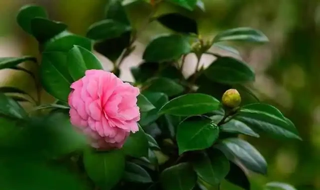 3種專門用來養茶花的酸水,開花期澆幾次,不擔心黃葉了