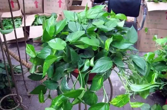 家家有的黃金葛怎麼過冬?做好這幾點,防凍不黃葉,長勢猛
