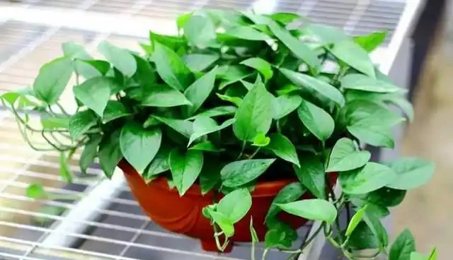 家家有的黃金葛怎麼過冬?做好這幾點,防凍不黃葉,長勢猛