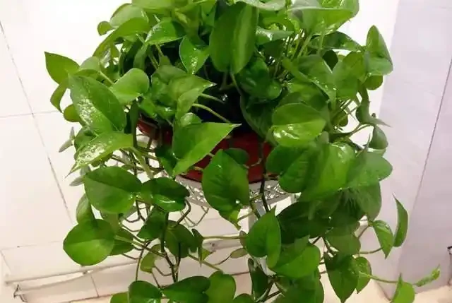 家家有的黃金葛怎麼過冬?做好這幾點,防凍不黃葉,長勢猛