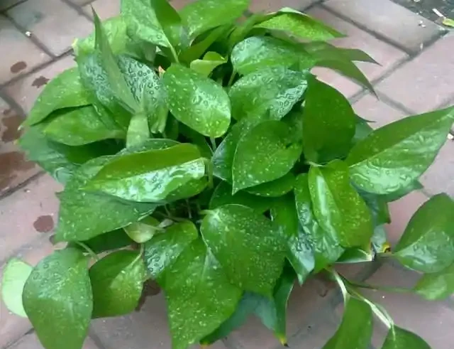 家家有的黃金葛怎麼過冬?做好這幾點,防凍不黃葉,長勢猛