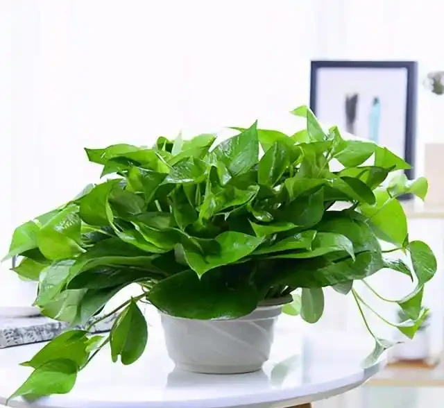 家家有的黃金葛怎麼過冬?做好這幾點,防凍不黃葉,長勢猛