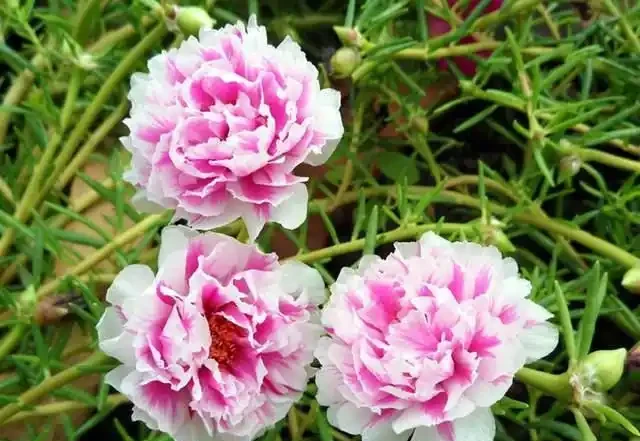 裝飾感極強的松葉牡丹,開花多又好養,花型看不膩