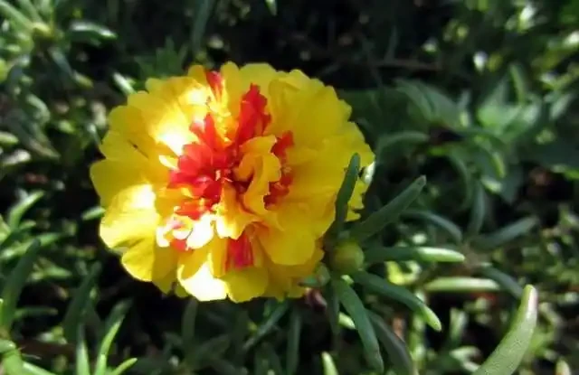 裝飾感極強的松葉牡丹,開花多又好養,花型看不膩