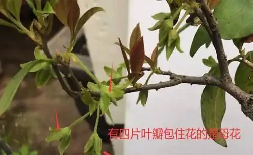 金彈子