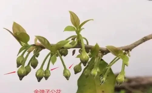 金彈子