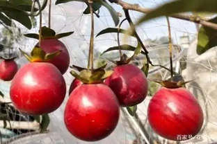 學會這兩點一眼就能辨別公母金彈子，從此告別上當