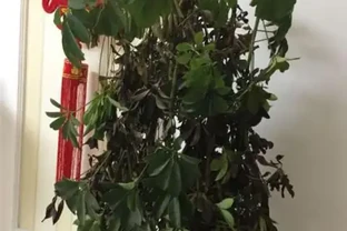 鴨腳木葉子掉光了，剪成「光桿」還能救，天天冒新芽