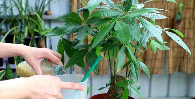 發財樹吉祥喜慶，眼饞想養可以自己插枝，做好這幾點就行了