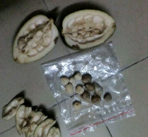 發財樹吉祥喜慶，眼饞想養可以自己插枝，做好這幾點就行了