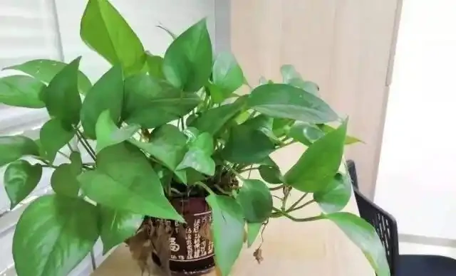 教你5招快速長根法,養出壯實根系,冬天也適用