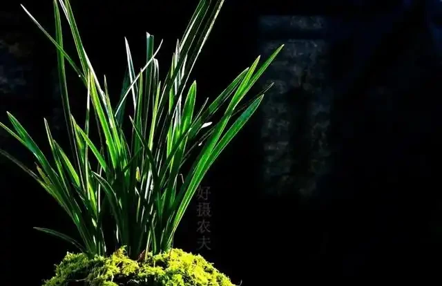 蘭花葉子枯萎怎麼辦?教你5個妙招,新手蘭友一定要知道