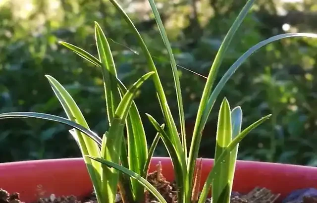 蘭花葉子枯萎怎麼辦?教你5個妙招,新手蘭友一定要知道