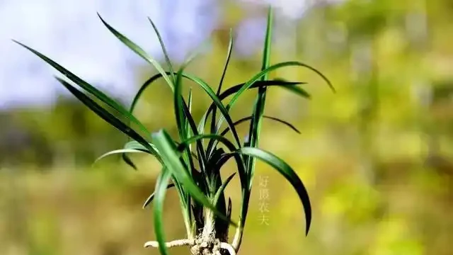 蘭花葉子枯萎怎麼辦?教你5個妙招,新手蘭友一定要知道
