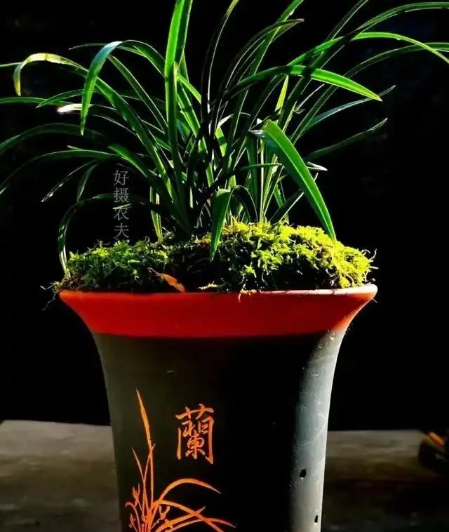 蘭花葉子枯萎怎麼辦?教你5個妙招,新手蘭友一定要知道