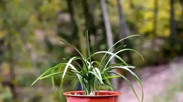 蘭花葉子枯萎怎麼辦?教你5個妙招,新手蘭友一定要知道