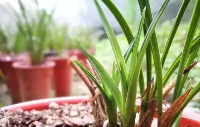 蘭花葉子枯萎怎麼辦?教你5個妙招,新手蘭友一定要知道