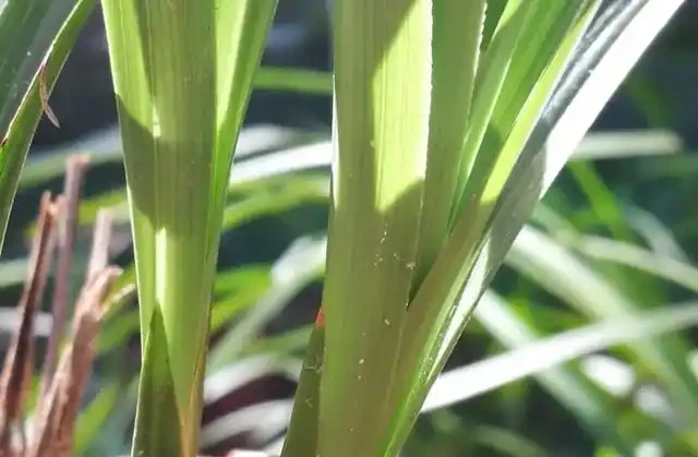 蘭花葉子枯萎怎麼辦?教你5個妙招,新手蘭友一定要知道