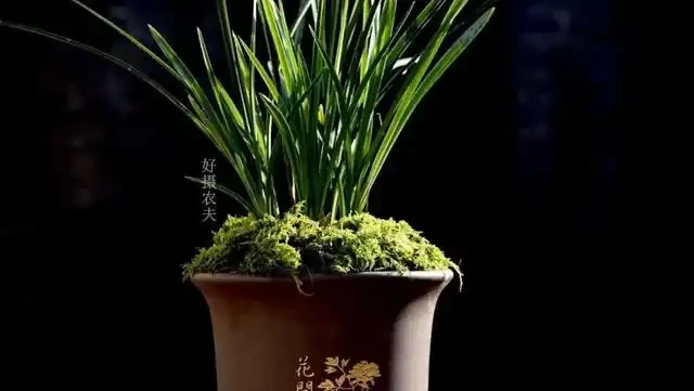 蘭花葉子枯萎怎麼辦?教你5個妙招,新手蘭友一定要知道
