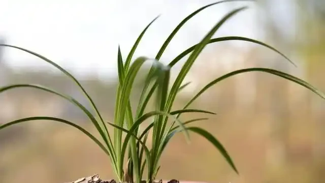 蘭花葉子枯萎怎麼辦?教你5個妙招,新手蘭友一定要知道