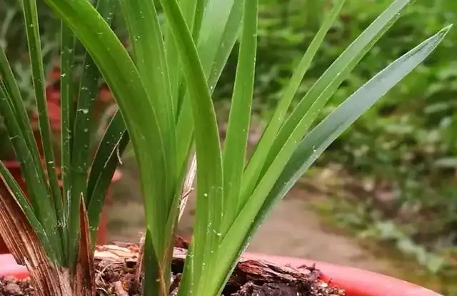 蘭花葉子枯萎怎麼辦?教你5個妙招,新手蘭友一定要知道