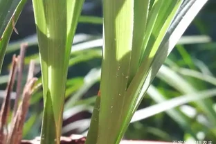 蘭花葉子枯萎怎麼辦？教你5個妙招，新手蘭友一定要知道
