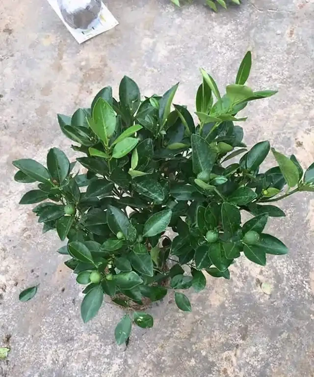 金棗樹掉葉掉果,不用擔心,學會這4個技巧綠葉茂密,碩果累累