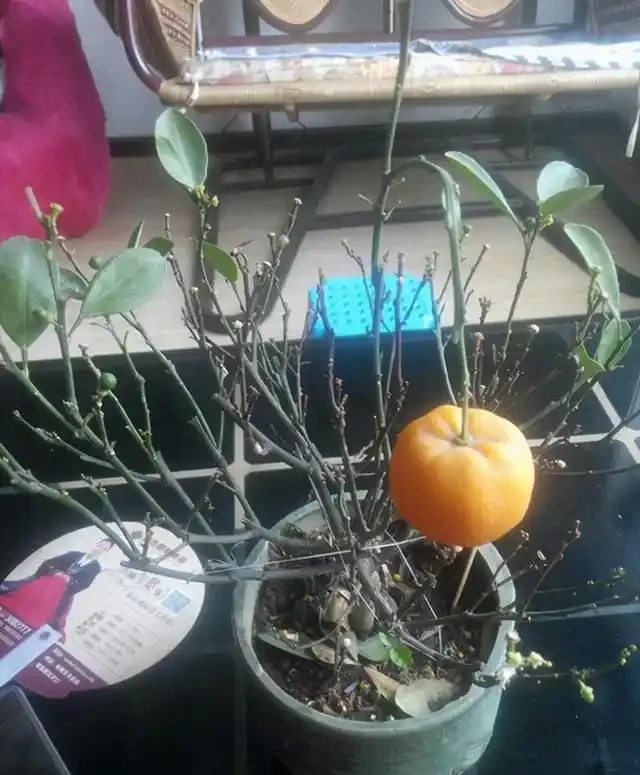 金棗樹掉葉掉果,不用擔心,學會這4個技巧綠葉茂密,碩果累累