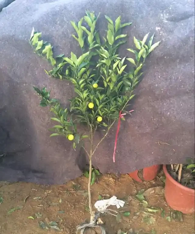 金棗樹掉葉掉果,不用擔心,學會這4個技巧綠葉茂密,碩果累累