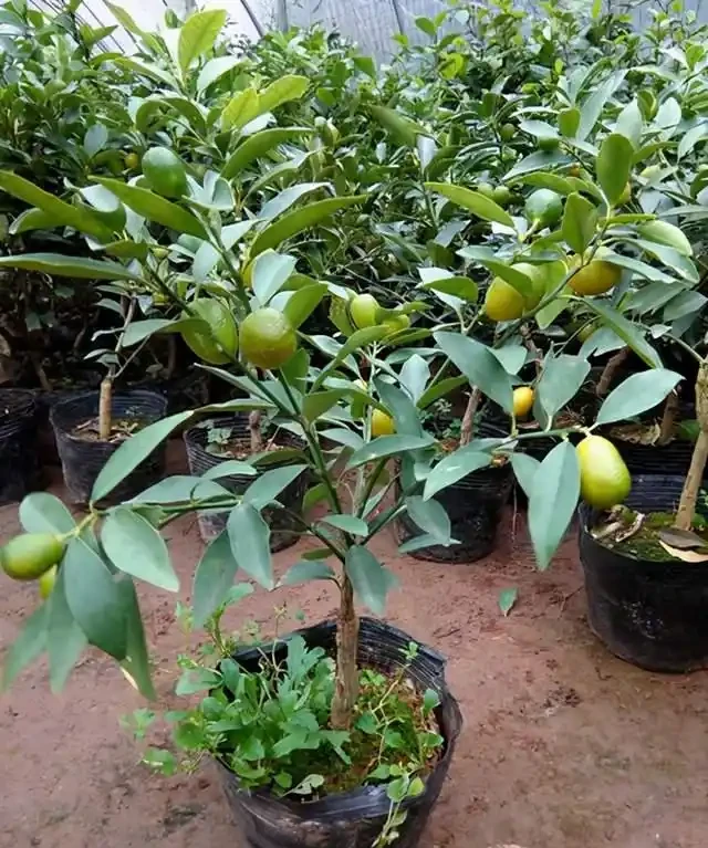 金棗樹掉葉掉果,不用擔心,學會這4個技巧綠葉茂密,碩果累累