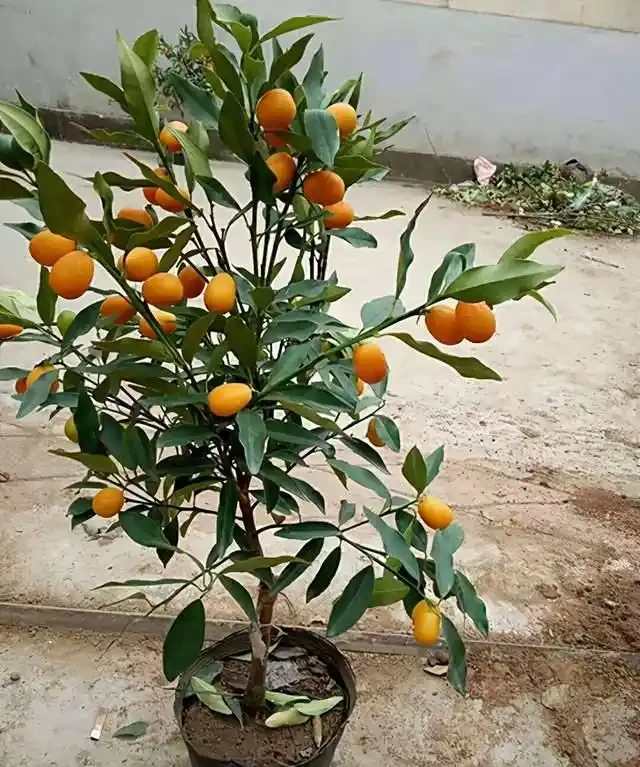 金棗樹掉葉掉果,不用擔心,學會這4個技巧綠葉茂密,碩果累累