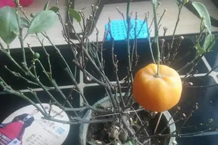 金棗樹掉葉掉果，不用擔心，學會這4個技巧綠葉茂密，碩果累累