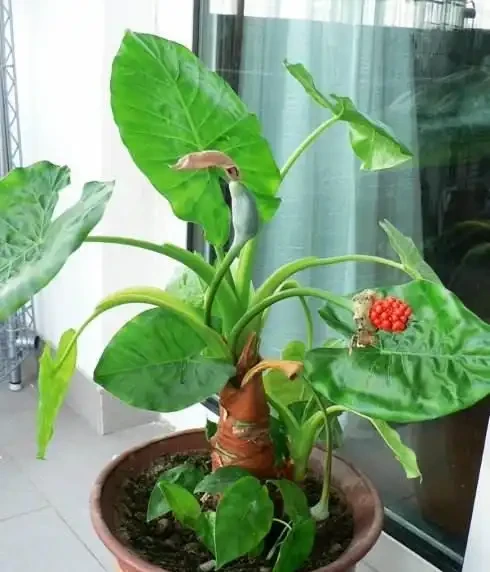 海芋有毒,還養嗎?花友:好看又好養的花,值得養