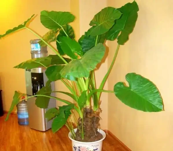 海芋有毒,還養嗎?花友:好看又好養的花,值得養