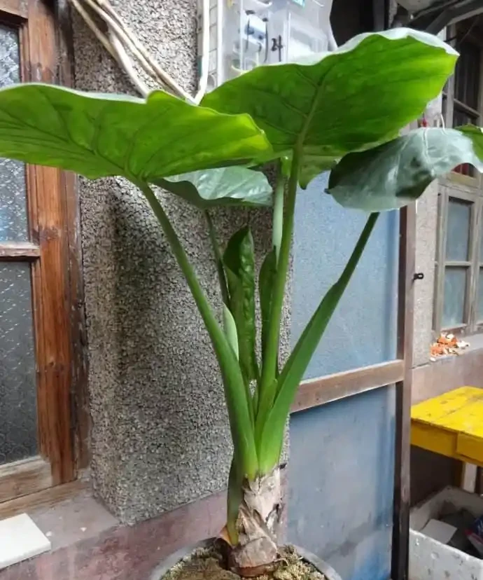海芋有毒,還養嗎?花友:好看又好養的花,值得養